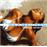 Soca gold 2000