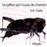 Le grillon qui n'a pas de chanson