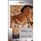 Lascaux préhistoire de l'art