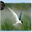 Calendrier 2013 30x30 Pictura oiseaux