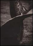Michael Crouser, los toros