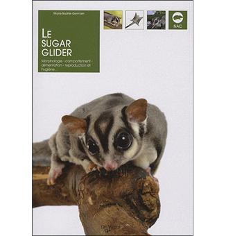 Le sugar-glider - 1