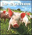 Cochon - 1