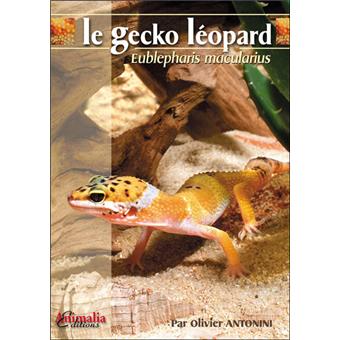 Le Gecko Léopard Eublepharis Macularius 