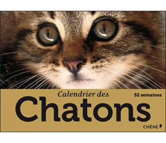 Calendrier des chatons - 1