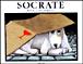 Socrate -  BOGAERTS GERT / RASCAL - (donnée non spécifiée)