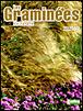 Graminees du jardin (les) - 1