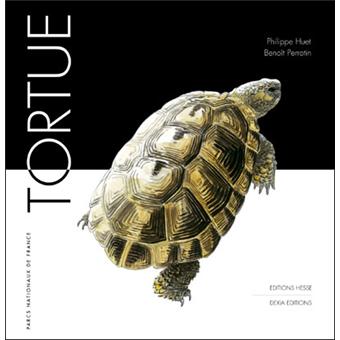 Tortue - 1