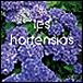 Les hortensias - 1