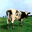 Pink Floyd - 1