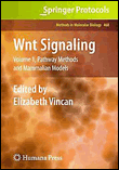 Wnt signaling 1