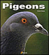 Pigeons