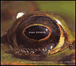 Frog s eye orchestral works
