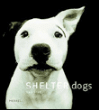 Shelter dogs