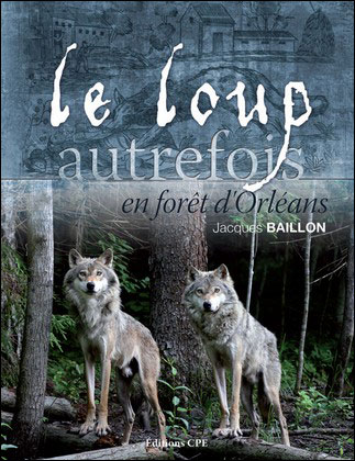 Le loup en foret d'Orléans