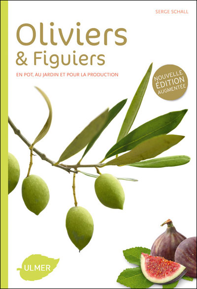 Oliviers et figuiers (NE). En pot, en jardin et pour la production
