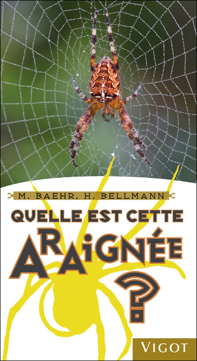 Quelle est cette araignée ?