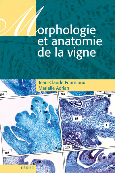 Morphologie et anatomie de la vigne