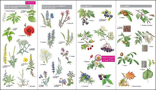 Le petit guide des plantes médicinales