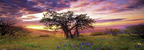 Heye Puzzle Oak Tree, Panorama 2000 pcs