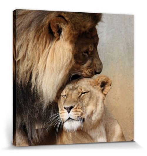 Grands Félins Poster Reproduction Sur Toile, Tendue Sur Châssis Lion Et Lionne, Amour Félin