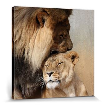 Grands Felins Poster Reproduction Sur Toile Tendue Sur Chassis Lion Et Lionne Amour Felin 40x40 Cm Autre Poster Top Prix Fnac