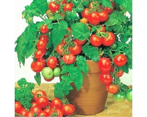 30Pcs Graines de fruit de mini tomate rouge