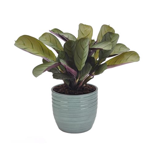 Plante d'intérieur de Botanicly – Ctenanthe en pot céramique bleu vert 'Bergamo' comme un ensemble – Hauteur: 20 cm – Ctenanthe Amagris