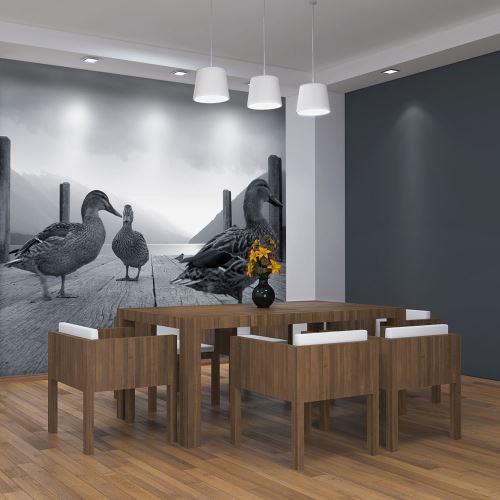 Papier peint - Canards - 350x270 - -