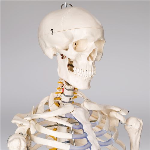 MGM - Explora - Anatomie crâne humain - Expérience anatomie - La Poste