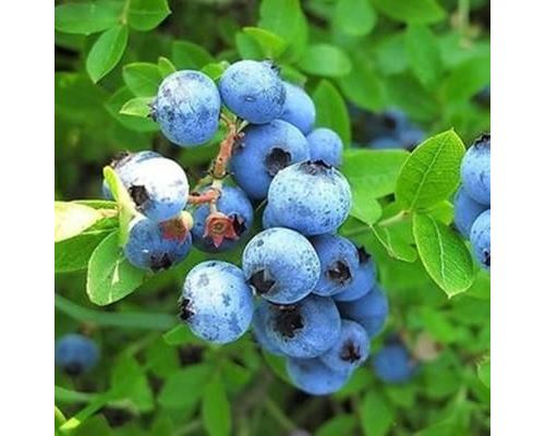 30pc Graines de fruits de blueberry myrtille jardin