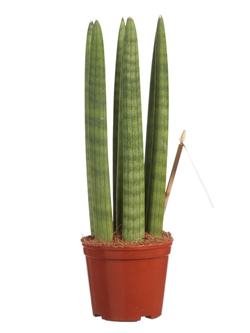 Plante d'intérieur de Botanicly – Langue de belle-mère – Hauteur: 30 cm – Sansevieria Straight