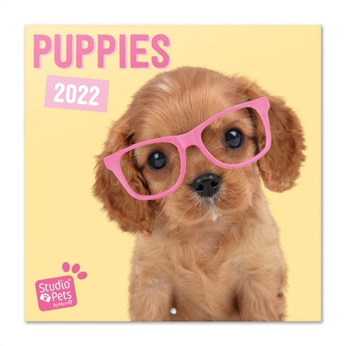 Calendrier 2022 30X30 Studio Animaux de compagnie Chiots