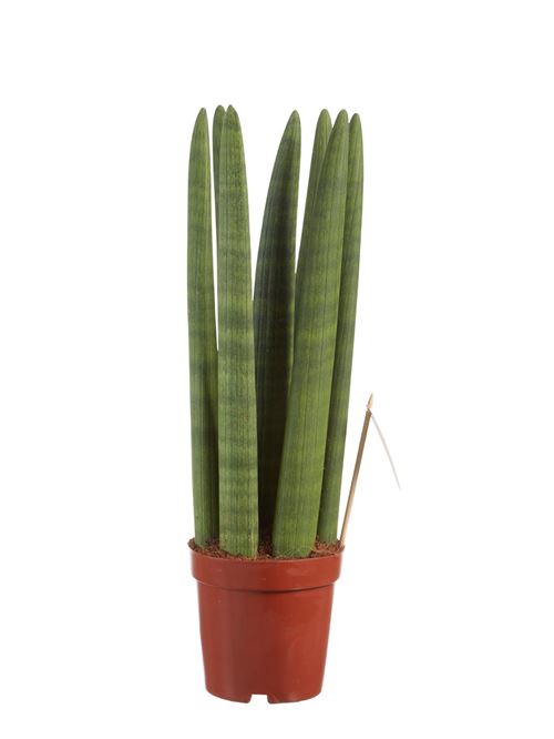 Plante d'intérieur de Botanicly – Langue de belle-mère – Hauteur: 45 cm – Sansevieria Straight