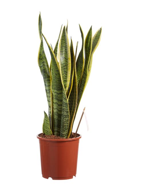 Plantes Mère achat / vente de Plantes pas cher