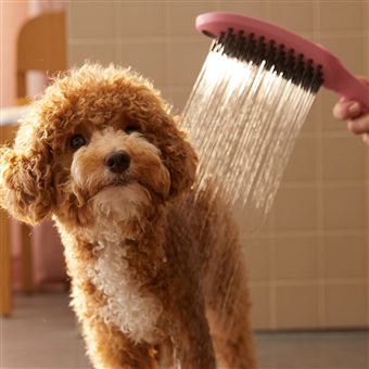 Pommeau de douche pour chien HANSGROHE DogShower 3 jets Rose - Accessoires  salles de bain et WC - Achat & prix
