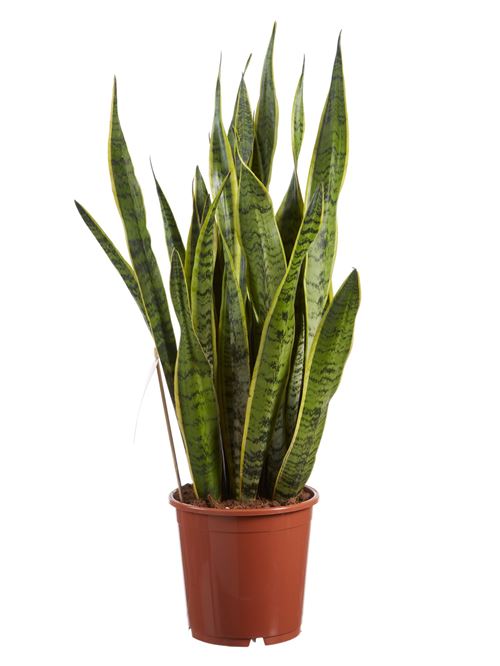 Plante d'intérieur de Botanicly – Langue de belle-mère – Hauteur: 80 cm – Sansevieria trif. Laurentii