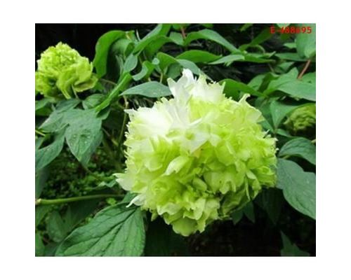 35PCS Graines de fleurs de pivoine chinoise