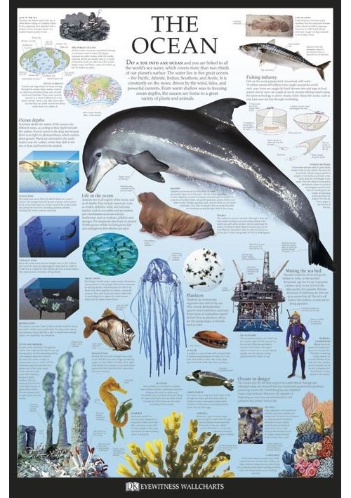 L'Océan Poster Educatif Grand Format 61 x 91.5 cm