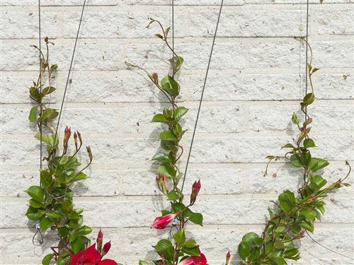 Kit c&acirc;ble en acier pour plantes grimpantes &Oslash;1,8mm de 10m
