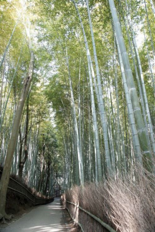 Bambous Poster - Sentier De Bambou (91x61 cm)