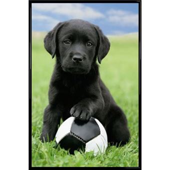 Poster Encadré Chiens Labrador Avec Ballon De Foot 91x61 Cm Cadre Plastique Noir