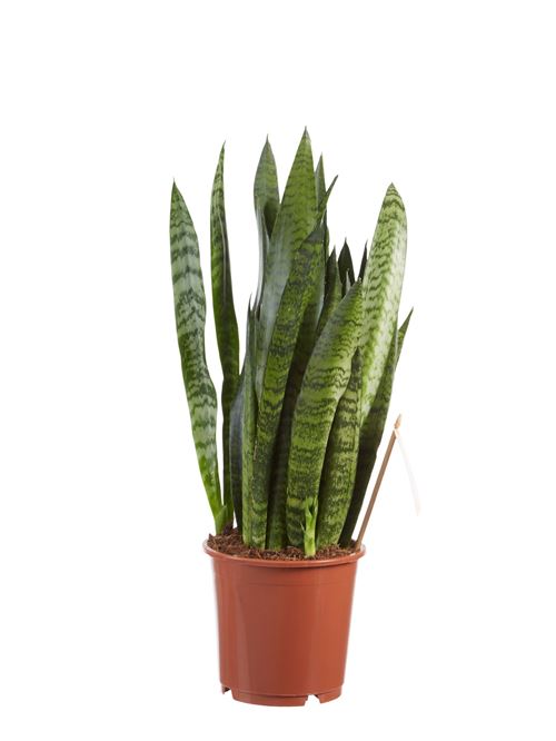 Plante d'intérieur de Botanicly – Langue de belle-mère – Hauteur: 50 cm – Sansevieria Zeylanica 0