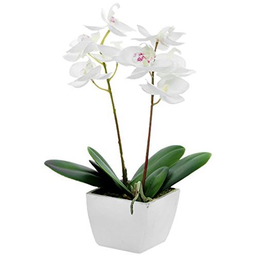 Mini orchidée en pot - Crème