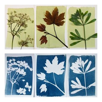 Jeu découverte Botanopia Coffret complet découverte Cyanotype