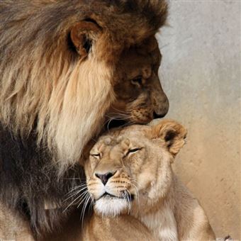 Grands Felins Poster Reproduction Lion Et Lionne Amour Felin 70x70 Cm Poster Affiche Enroule Top Prix Fnac