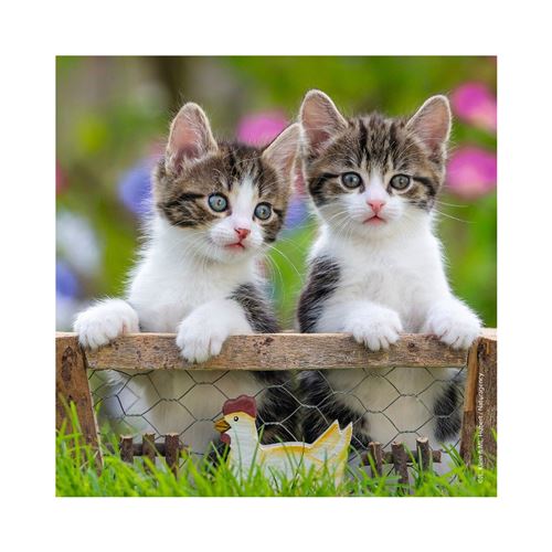 Puzzles 3 x 49 pièces Alpexe Chatons tigrés