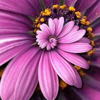 30 Graines de Marguerite Rose Daisy Bonsai Rare Graines De Fleurs Bellis Perennis Ornementales Fleurs , Plantes, graines et bulbes , Achat \u0026 prix