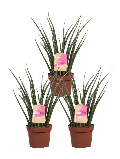 Plantes d'intérieur de Botanicly – 3 × Langue de belle-mère – Hauteur: 40 cm – Sansevieria Fernwood Mikado