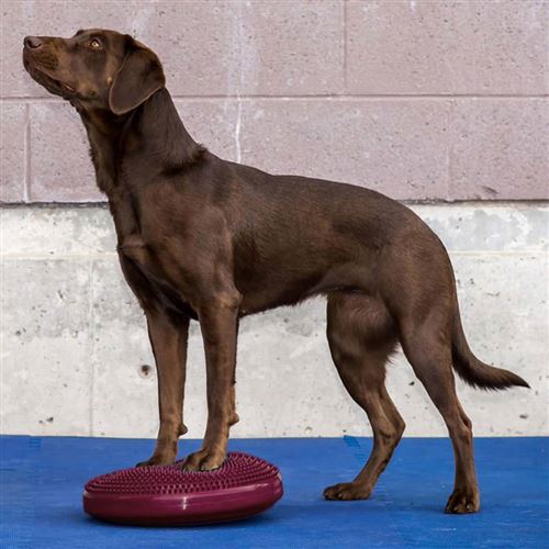 Meilleurs prix pour FitPAWS Disque d'équilibre pour animaux de compagnie 36 cm